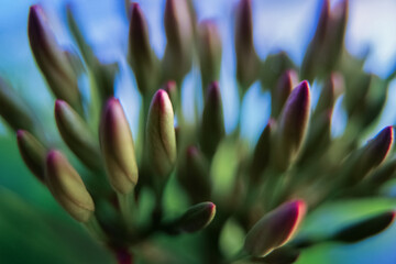 Abstract Art of Ixora coccinea
Abstract Art, Closeup Flower Photos, Ixora Flower, Ixora coccinea,...