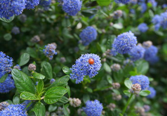 Ladybug on flowering Blue Blossom Ceanothus evergreen shrub close up. It is popular with birds, butterflies, and other pollinators