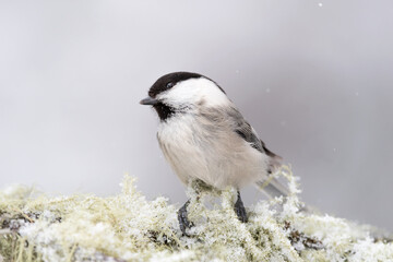 Portrait of Marsh tit on snow (Poecile palustris)