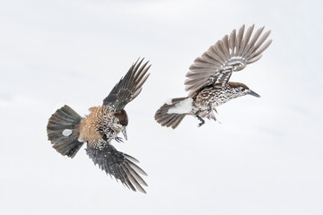 Nutcracker in flight on snow (Nucifraga caryocatactes)