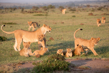 Naklejka premium A Lion pride with cubs out in the early morning sunshine. Kenya.