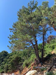pine tree in the mountains