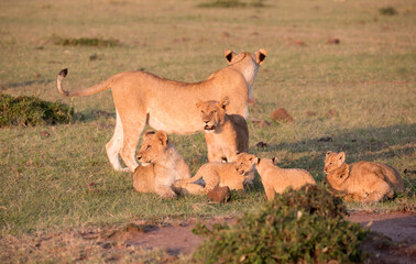 A Lion pride with cubs out in the early morning sunshine. Kenya.