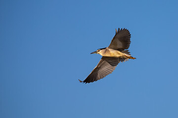 Obraz premium Mature Night Heron in flight in blue sky of an early morning