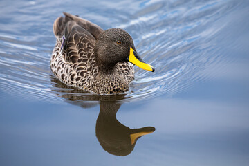 Lone Yellow billed duck swimming on surface of a pond
