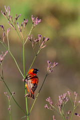 A Southern Red Bishop sitting on reeds in morning sun in Africa