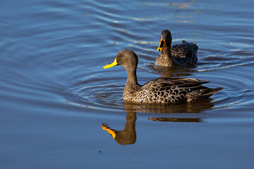 Pair of Yellow Billed Ducks on a pond busy with courtship