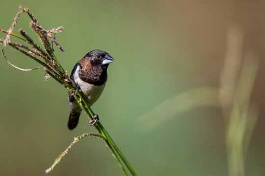 Bronze mannikin bird sitting in stems of grass to eat fresh seeds