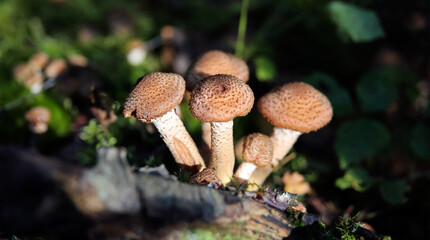 Large group of edible mushrooms from the Armillaria mellea growing on a wood stump in autumn forest.