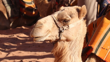 Camel caravan in Wadi Rum.