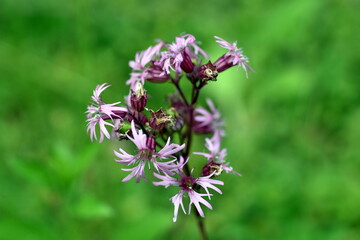 Blüten einer Kuckucks-Lichtnelke
