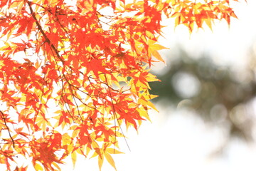 autumn leaves background