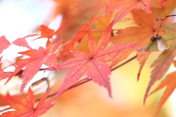 red maple leaf
