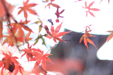 red autumn leaves