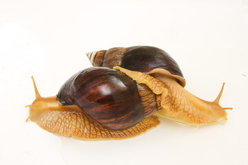 snails
