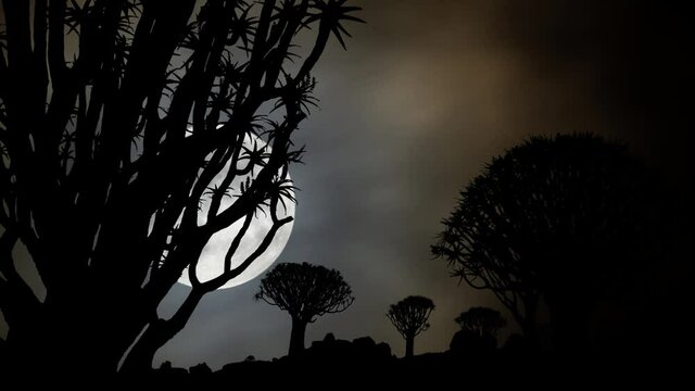 Quiver Tree Landscape (Aloe dichotoma) by Night, Time Lapse with Full Moon, Africa