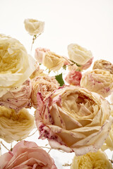 Abstract background of roses hanging down by buds on a white background. Garden rose buds dried on twine