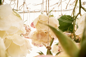 Abstract background of roses hanging down by buds on a white background. Garden rose buds dried on twine