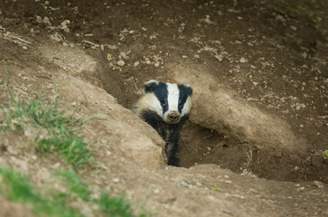 Badger (Scientific name: Meles Meles) Wild, European badger emerging from the entrance of a badger sett, early evening in Summer.  Facing forward.  Horizontal.  Space for copy. © Moorland Roamer