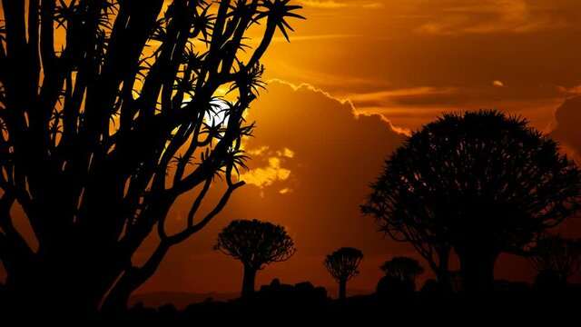 Quiver Tree or Aloe dichotoma in Desert Landscape, Time Lapse at Sunset with Red Sun and Fiery Sky