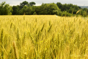 Background wheat field with ripe ears of new crop