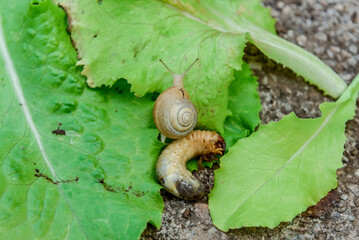 
Larva and snail on lettuce leaves. Larvae are an important pest of plants. vegetable pest beetle larva in the garden