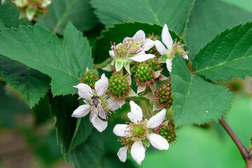 The first green berries of blackberry also bloom, the fruits ripen. Pollination of blackberry flowers. Ovaries of an unripe blackberry on branches in the garden