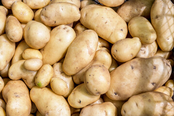 Young organic potatoes stand out among the many large background potatoes on the market. A pile of potato root. Close up of potato texture. Macro potatoes.