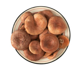 Edible forest mushrooms saffron on a plate