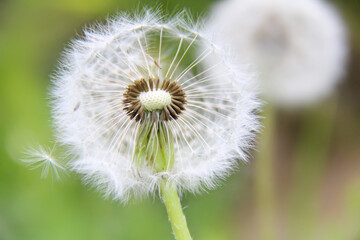 Fluffy dandelion close-up. Macro. Dandelion seeds. Blurred background. Weed.