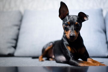 Miniature pinscher dog lying on sofa looking at the camera