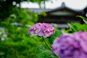 日本の宮城県仙台市「資福寺」で雨の中咲く美しい紫陽花