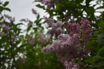 Obraz premium Little beautiful lilac