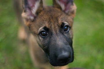 Closeup of face of 8 week old german shepherd dog puppy on grass