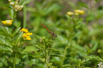 Fototapeta premium Dragonfly perched on a small green leaf.
