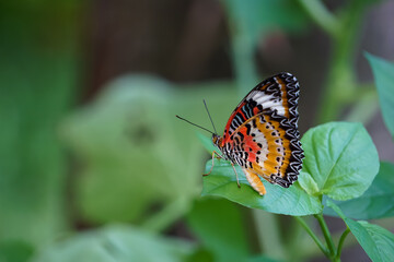 Butterflies on the green leaves in the forest