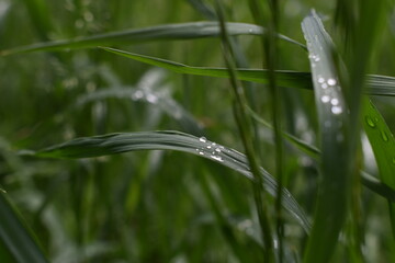 Fresh grass after spring rain
