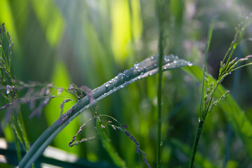 Green grass with drops of water in the sun. Morning dew is a beautiful macro for the desktop.