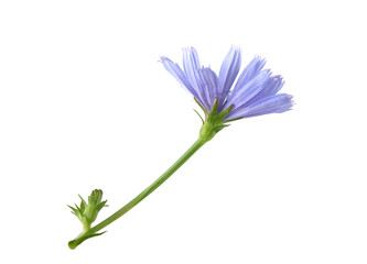 Fototapeta premium Chicory flower on the white
