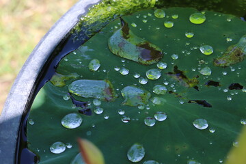 蓮の葉の上の水滴