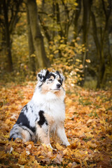 Obraz premium Australian shepherd is lying in nature around are leaves. She is so cute dog.