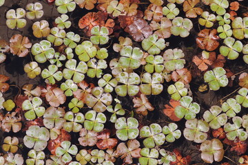 クローバーのような水草