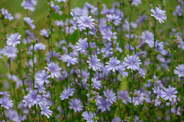 Obraz premium Chicory flowers on the meadow