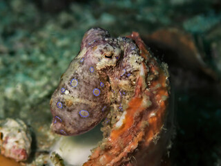 Close-up of a small blue-ringed octopus inside a shell