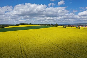 Obraz premium Rapsfeld mit Grünstreifen mit wolkigen Himmel