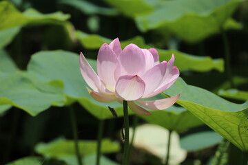 ピンクの蓮の花