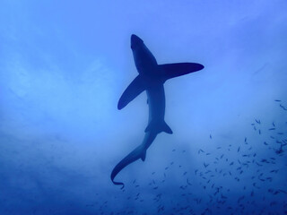 Fototapeta premium Thresher shark on a blue background at dawn