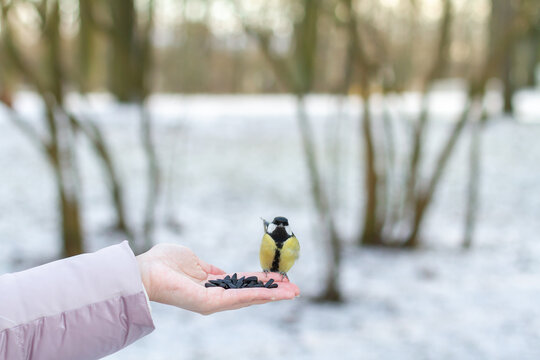 Graumeise Bilder Durchsuchen 9,698 Archivfotos, und