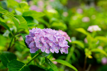 日本の宮城県仙台市「資福寺」で雨の中咲く美しい紫陽花