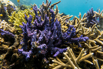 Fototapeta na wymiar Pacific Ocean Coral Reef Life